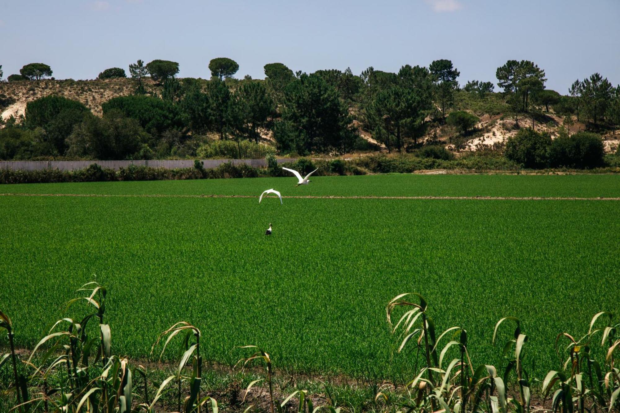 Herdade De Montalvo - Comporta Zewnętrze zdjęcie